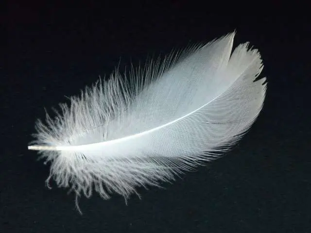 Pluma blanca