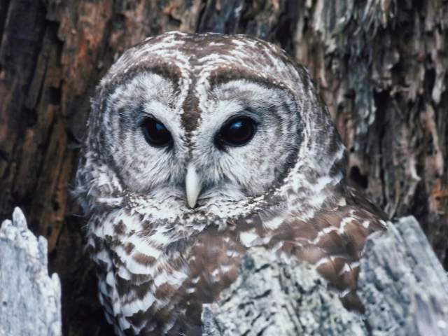 animales-espirituales-buho