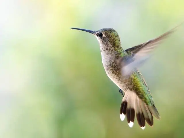 animales-espirituales-colibri