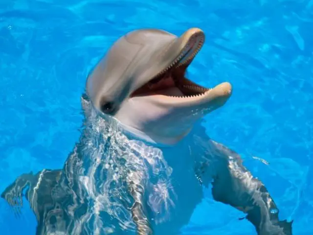 animales-espirituales-delfin