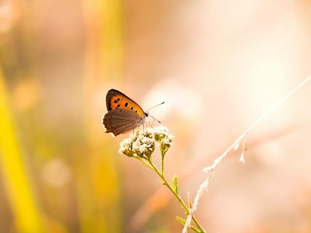 animales-espirituales-mariposa